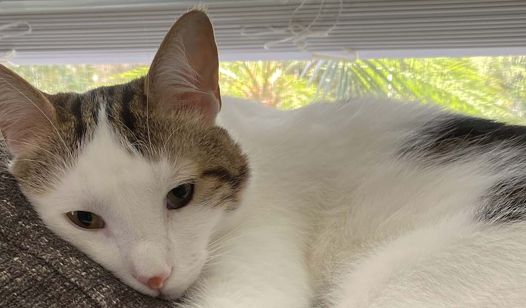 Palm Beach, FL Cat Sitting