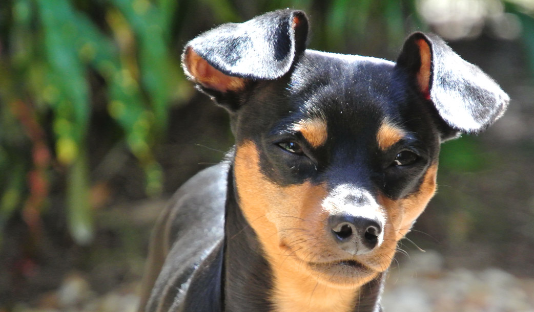 Dog Sitting Jupiter, FL